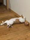 pet-image