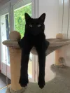 pet-image