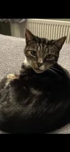 pet-image