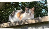 pet-image
