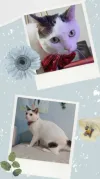 pet-image