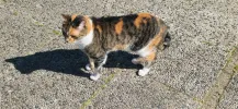pet-image