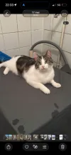 pet-image