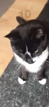 pet-image