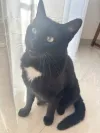 pet-image