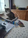 pet-image