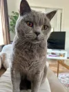 pet-image