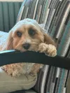 pet-image