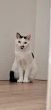pet-image