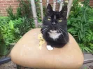 pet-image