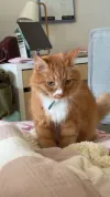 pet-image