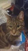 pet-image
