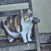 pet-image