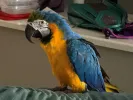 pet-image