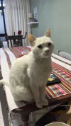 pet-image