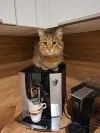 pet-image