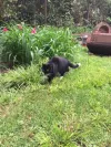 pet-image