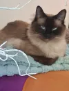 pet-image