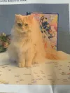 pet-image