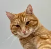 pet-image
