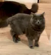 pet-image