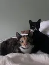 pet-image