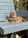 pet-image