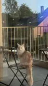 pet-image