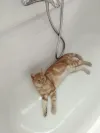 pet-image