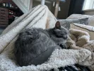pet-image