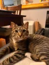 pet-image