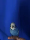 pet-image