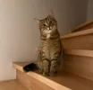 pet-image
