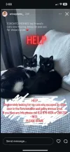 pet-image