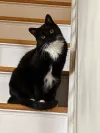 pet-image
