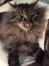 pet-image
