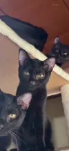 pet-image