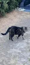 pet-image