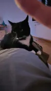pet-image