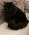 pet-image