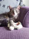pet-image