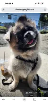 pet-image