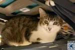 pet-image