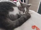 pet-image