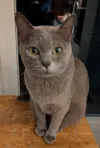 pet-image