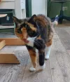 pet-image