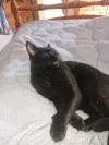 pet-image