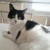 pet-image