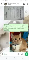 pet-image