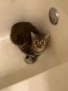 pet-image